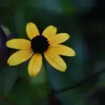 September is National Recovery Month, a time where we recognize and celebrate those in recovery from substance abuse disorders.