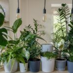 Let’s discuss the mental health effects of houseplants in today’s blog.