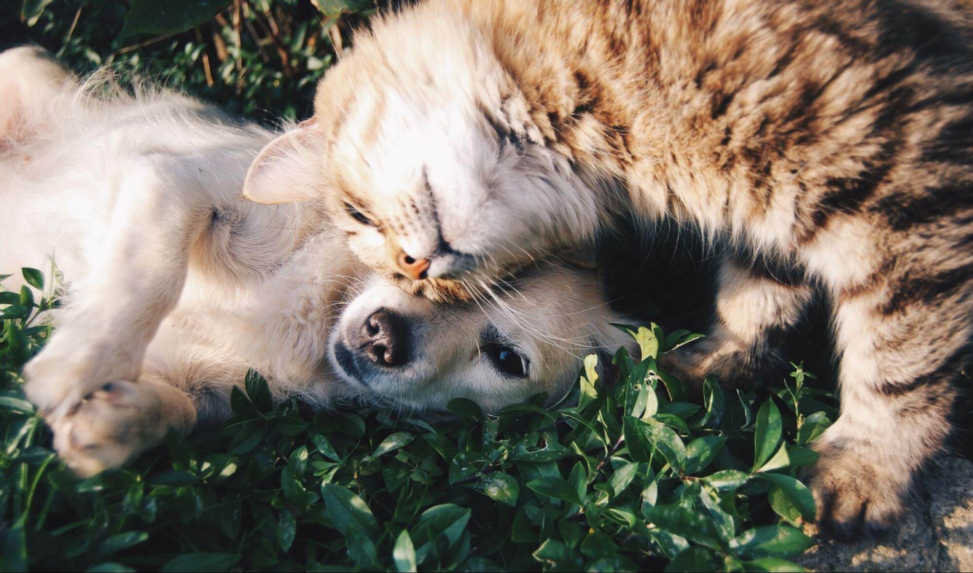 Can pets improve our mental health?